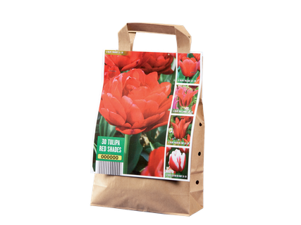 Bulbes de tulipes premium