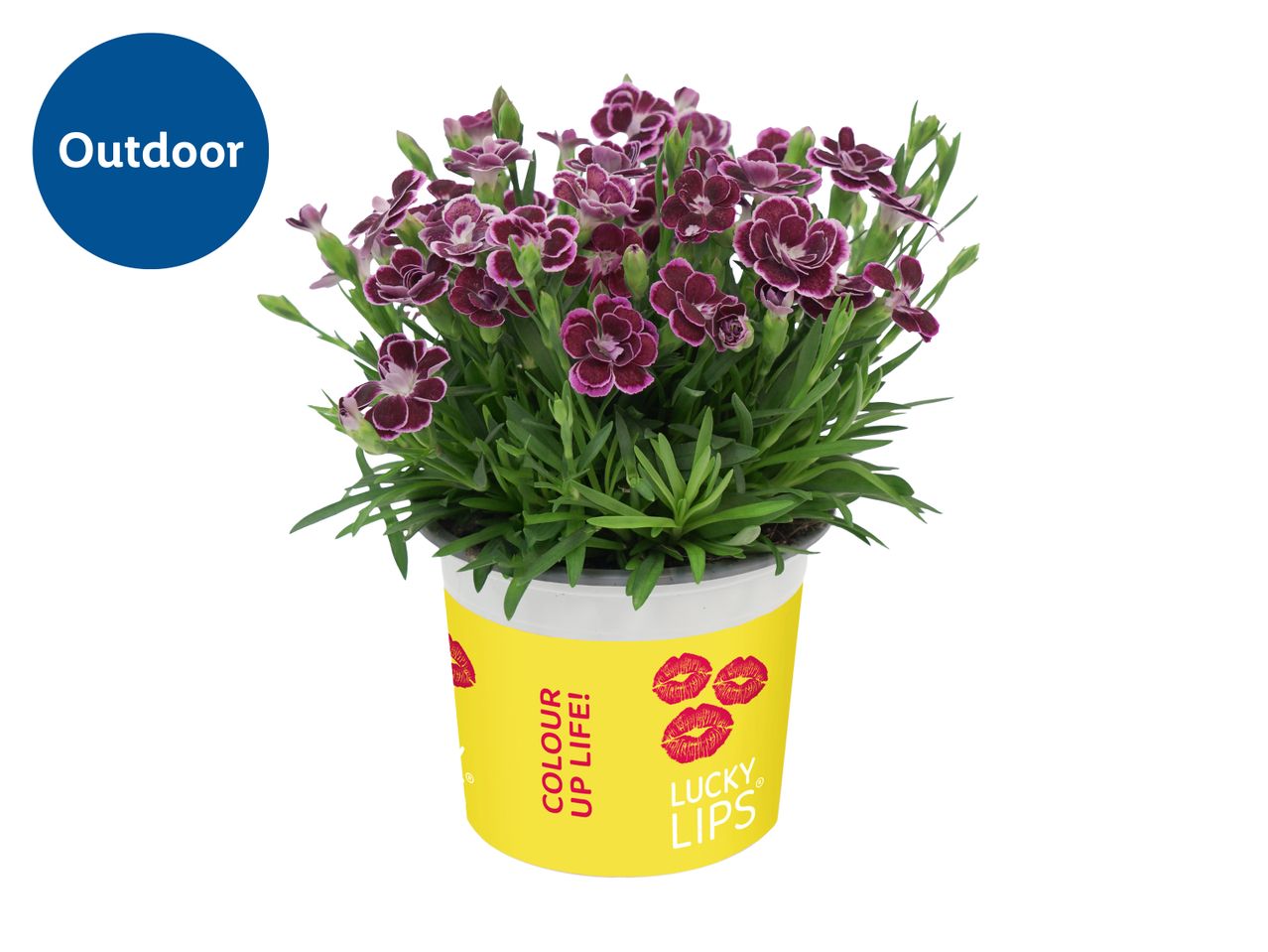 A potted plant with dark purple flowers and green leaves, labeled 'Outdoor' and 'Lucky Lips'.