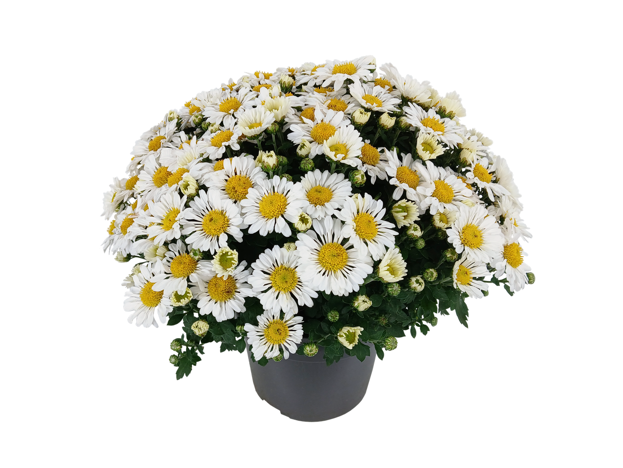 Pot met witte chrysanten met gele centra op een zwarte achtergrond.