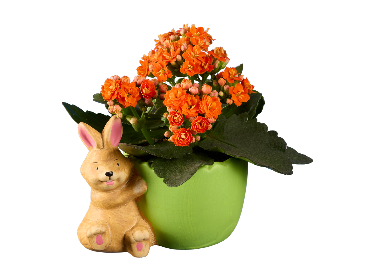 Plantă Kalanchoe portocalie într-un ghiveci cu iepuraș.
