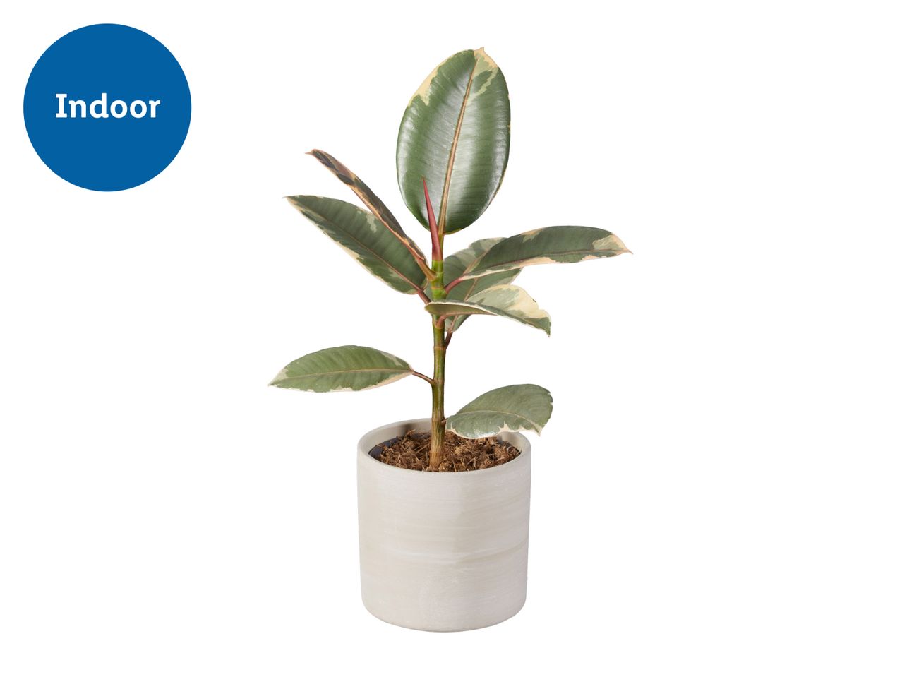 Ficus Elastica Houseplant with Grey Ceramic