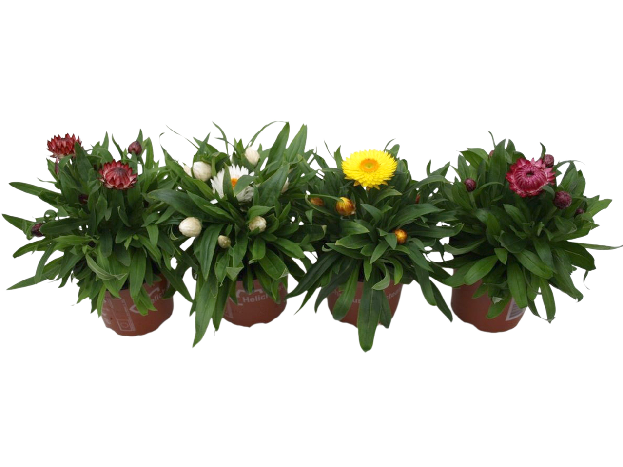 Potted strawflowers in red, white, yellow, and pink, with green foliage.