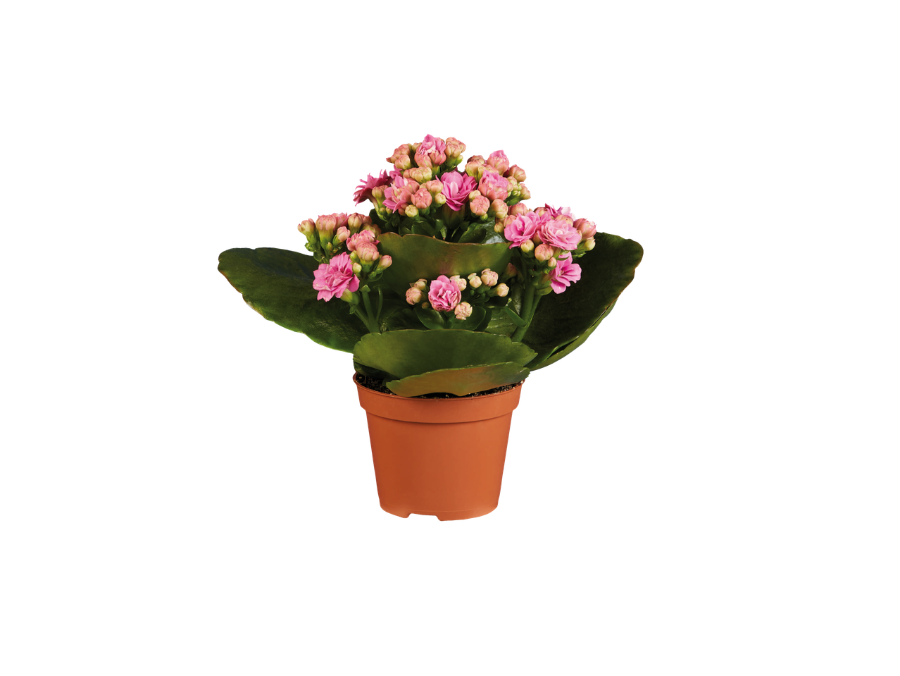 Plantas floridas rosas em vasos.