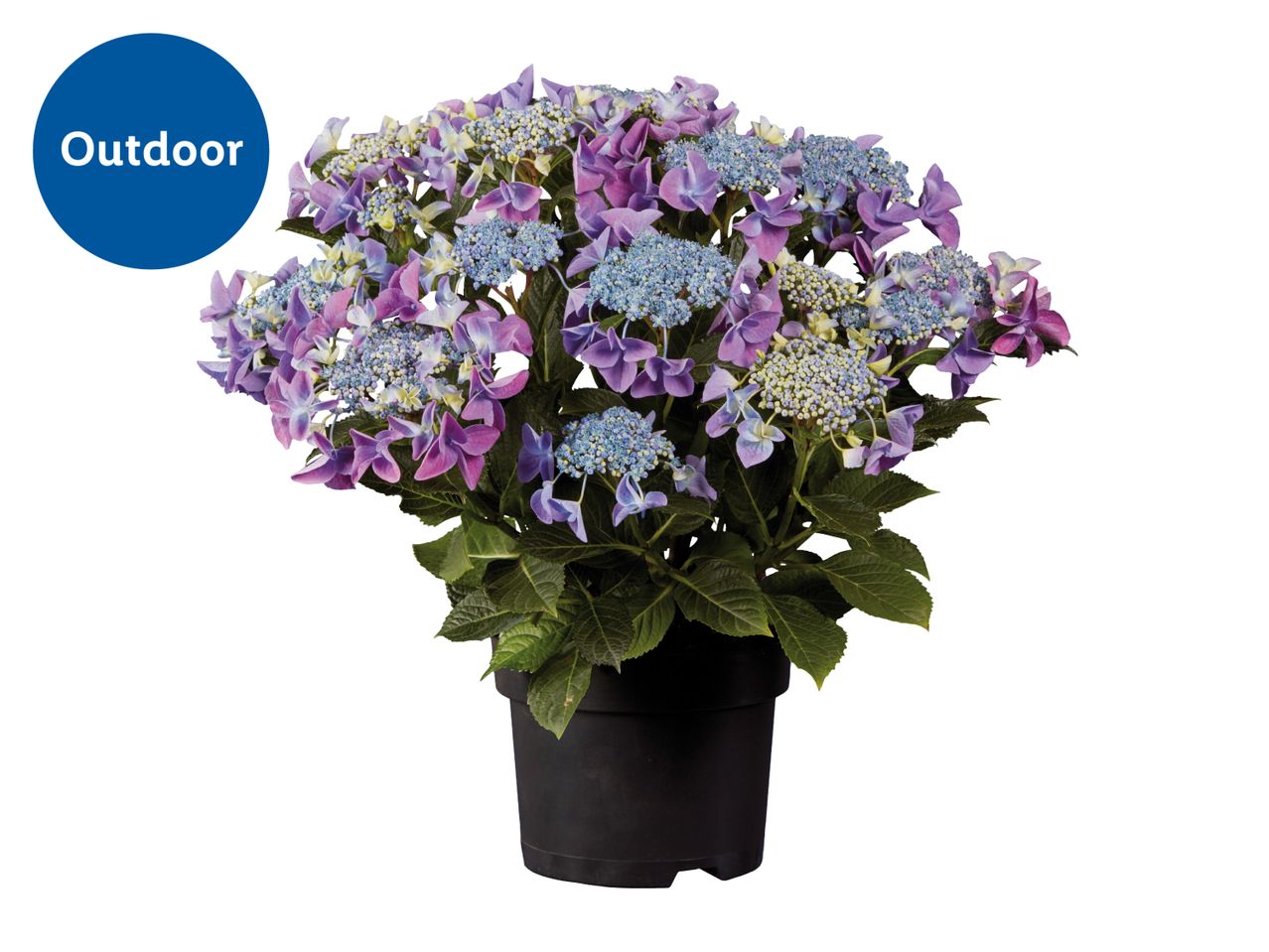 Potted hydrangea plant with purple and blue flowers, labeled 'Outdoor'.