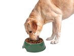 Labrador kutya eszik egy zöld tálból, tele száraztáppal.