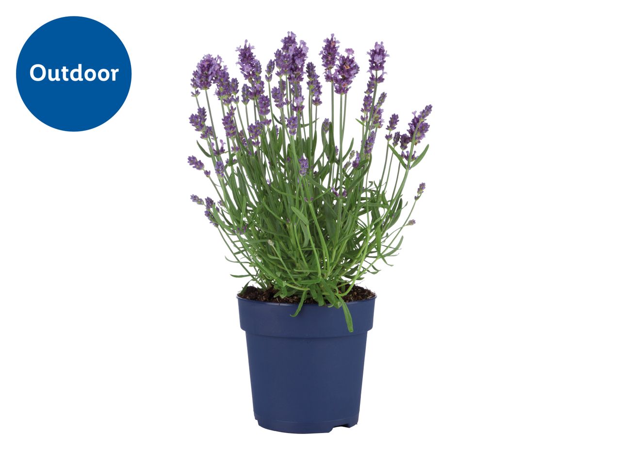 Potted lavender plant with purple flowers, labeled 'Outdoor' in a blue circle.
