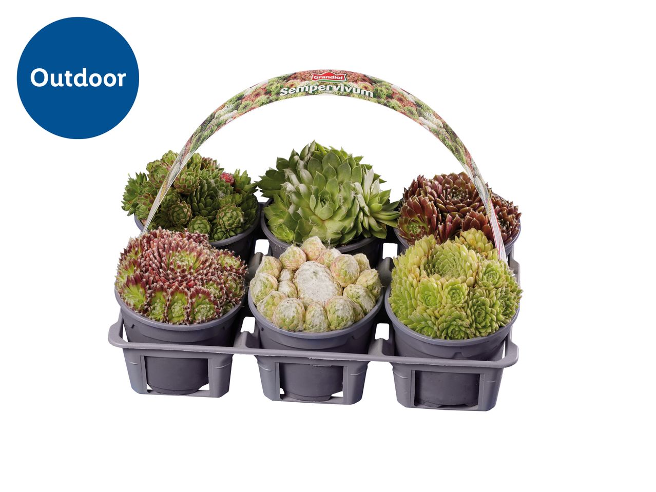Six small succulents in gray pots, arranged in a carrying tray;  a 'Chudleigh' brand label is visible.