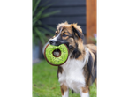 An adorable fluffy dog gently holds a kiwi-shaped dog toy in its mouth.