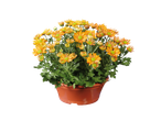Oranje chrysanten in een pot.