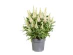 Witte vlinderstruik 'Butterfly Candy' in grijze pot