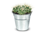 Een kleine cactus in een zilverkleurige metalen emmer.