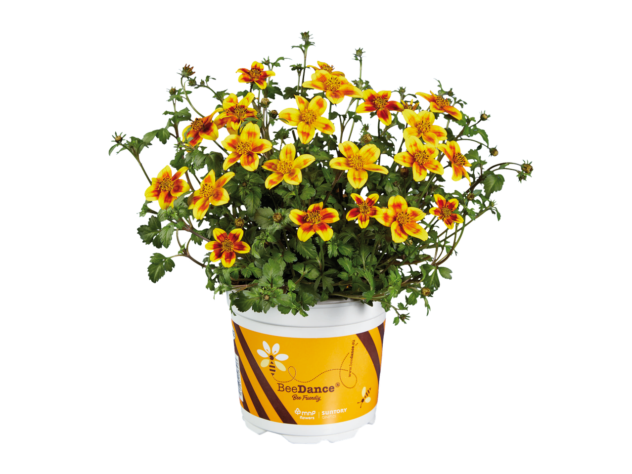 Plante en pot avec des fleurs jaunes et rouges, sur fond noir, avec un motif d'abeille sur le pot.