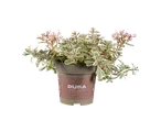 Sedum plant in Dura pot.