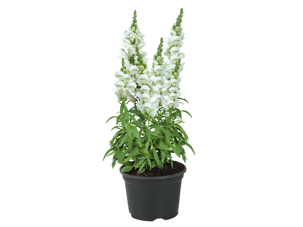 Plante en pot de gueules de loup blanches avec des feuilles vertes sur fond noir.