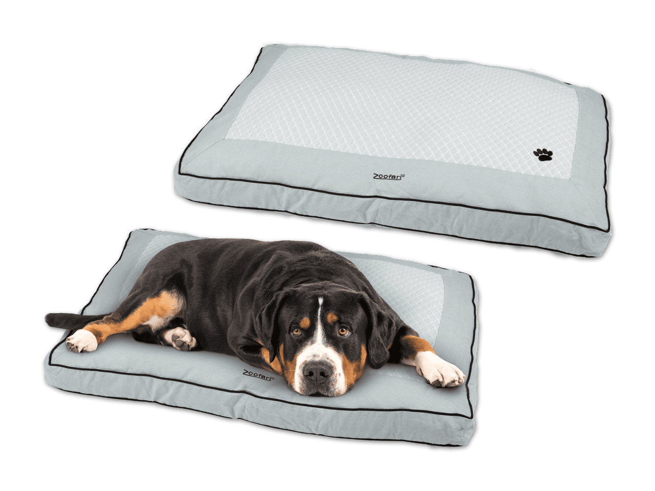 Ein Sennenhund liegt auf einem ZooFari-Hundebett; ein zweites Bett ist oben zu sehen.