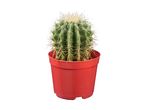 Cactus in a red pot.