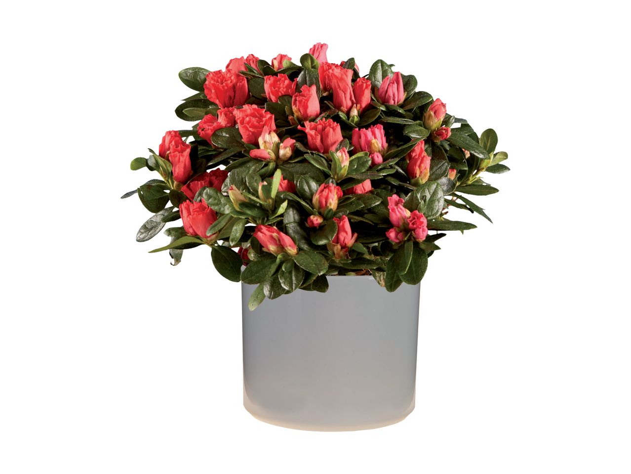 Go to full screen view: Cyclamen/​Azalea in Pot - Image 3