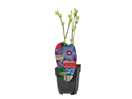 Hibiscus