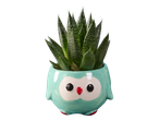 Een succulent in een uilvormige pot.