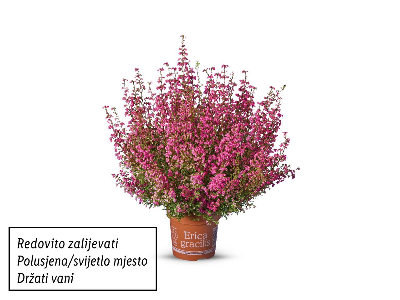 Biljka Erica gracilis u posudi s uputama za njegu.