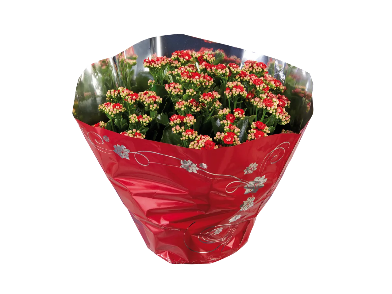 Bouquet de kalanchoés rouges et roses dans un emballage cadeau rouge et argenté.