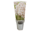 Deutzia 'Mont Rose' plant in a decorative pot with a wooden fence pattern.