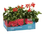 Red pelargoniums in a blue box, labeled 'Pelargonium peltatum OUTDOOR' and 'x6'.