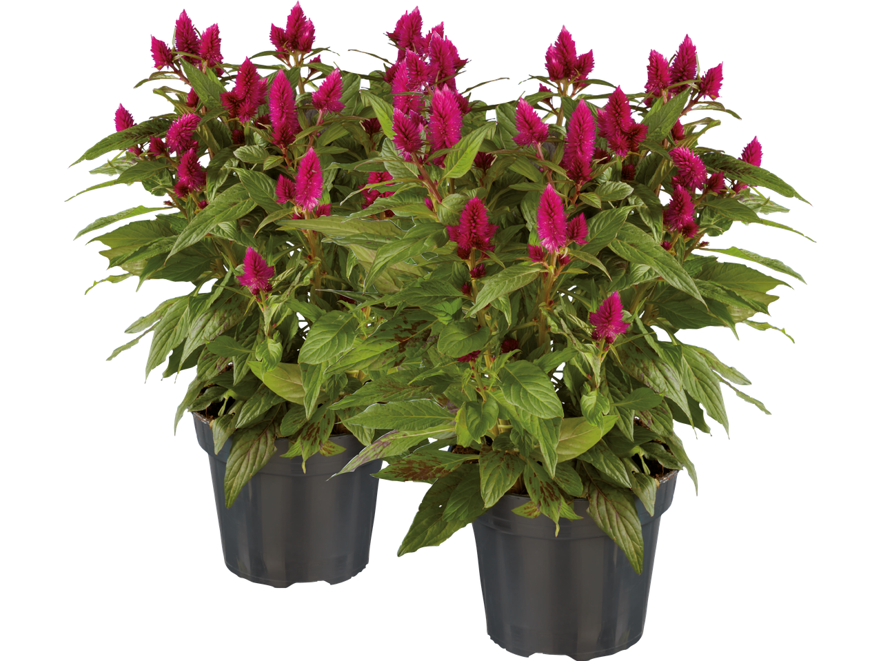 Två krukor med praktfulla, mörklila Celosia-blommor.