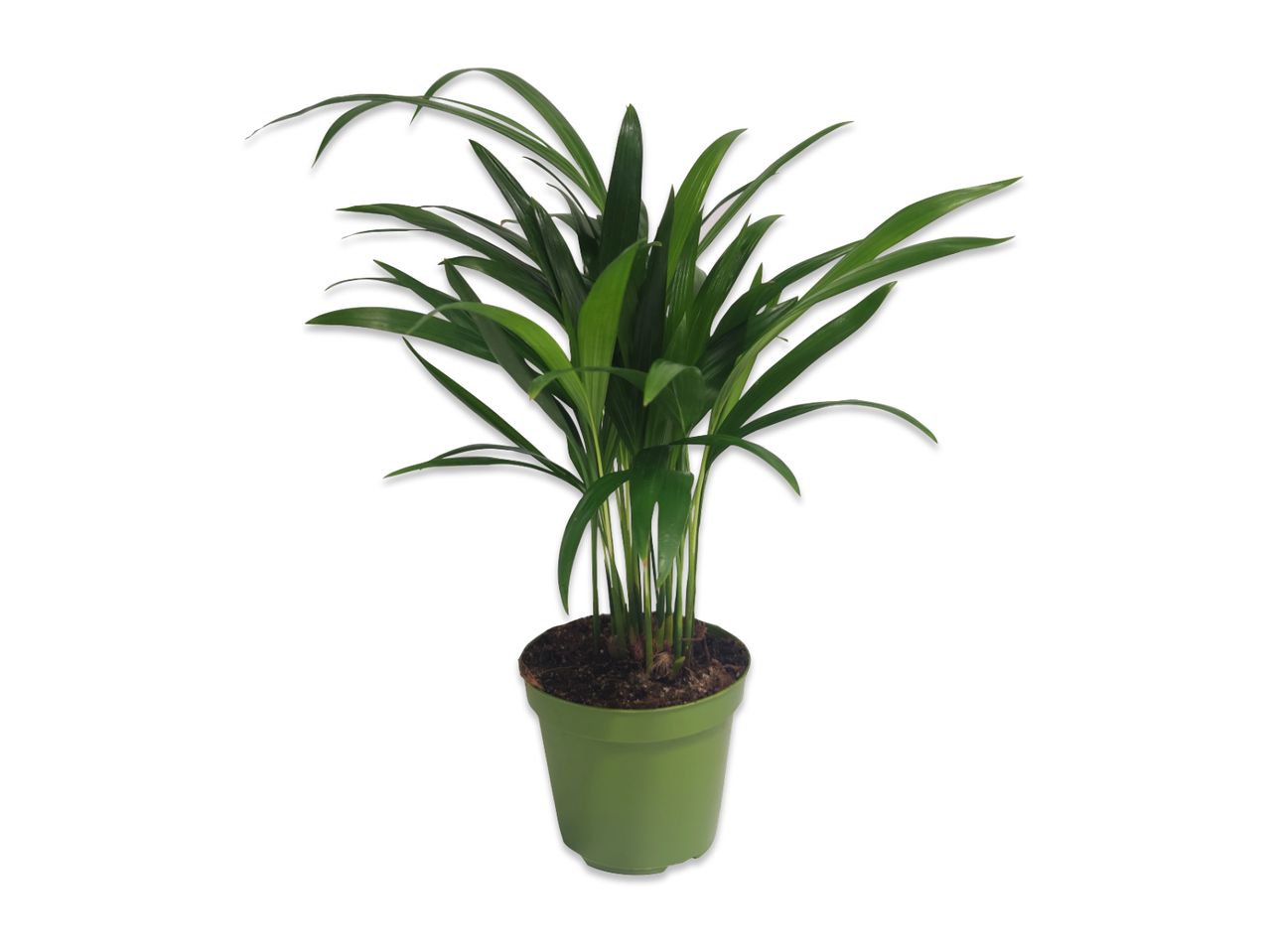 Pianta verde in vaso di plastica verde su sfondo bianco.