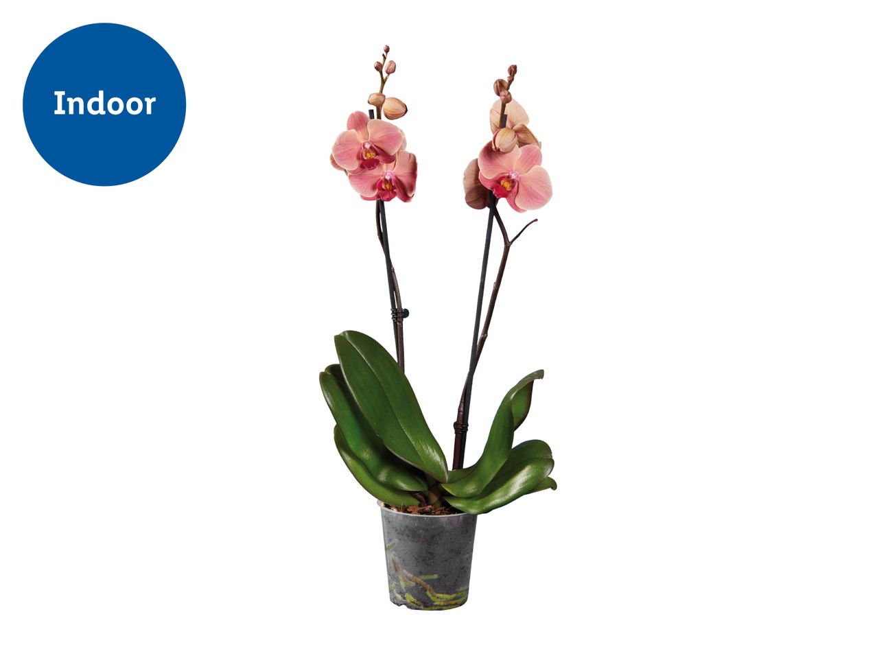 Indoor orchid plant with pink flowers in a pot.