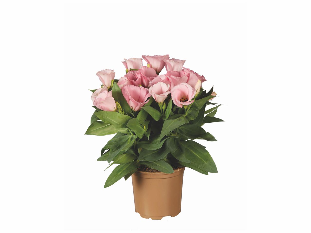 Pot de Calla rose pâle.