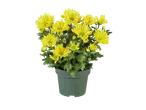 Gele chrysanten in een pot.