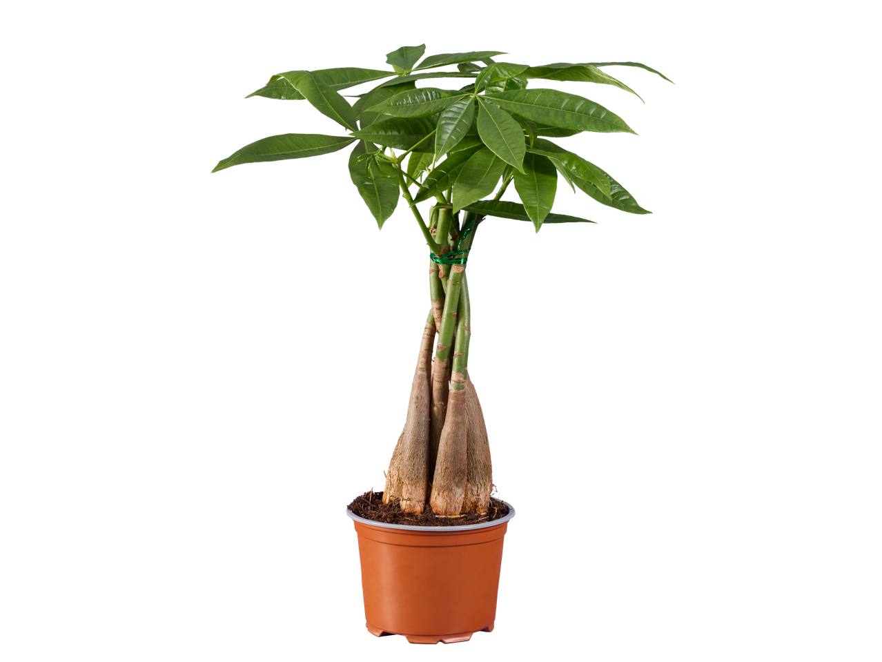 Laurbærfigen ou castanheiro da sorte num vaso castanho