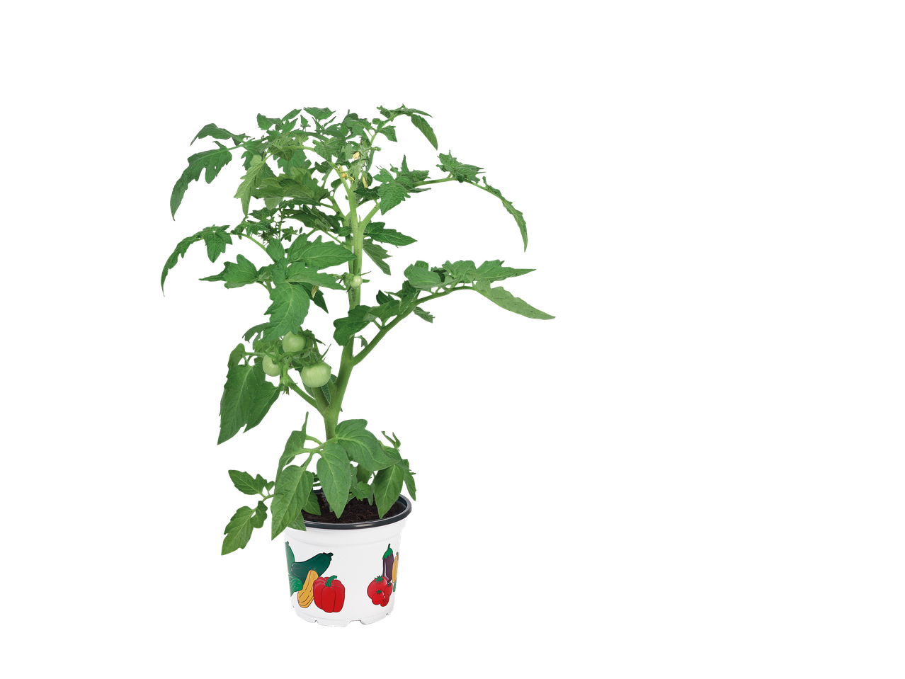 Tomatenplant in een gedecoreerde pot met kleine groene tomaten.