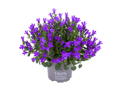 Klokkeblomst