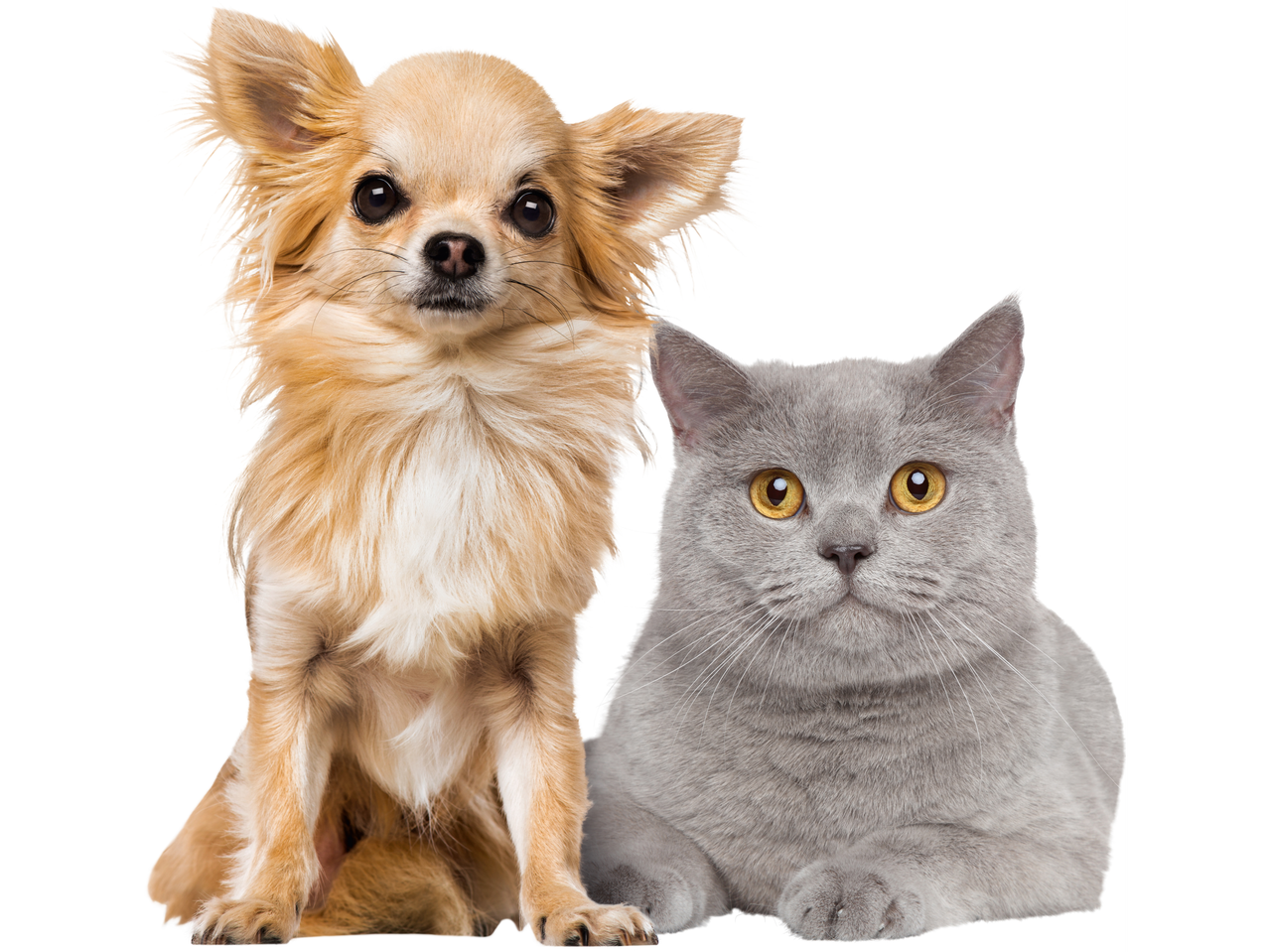 Un chihuahua și o pisică britanică stau împreună pe un fundal alb.