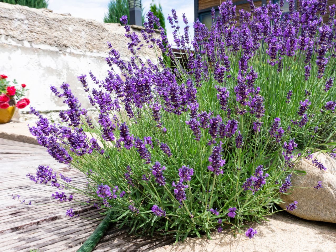 Lavendelbusk i blomst i en have.