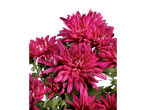 Un bouquet de chrysanthèmes roses vifs.