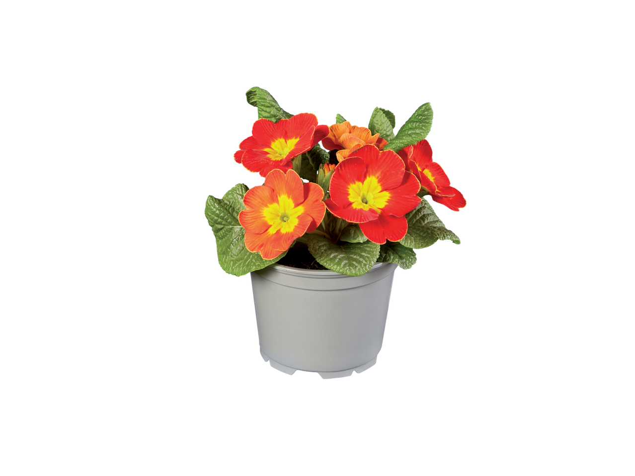 Rode en oranje primula's in een pot.