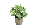 Een Syngonium podophyllum 'Pixie' kamerplant in een beige pot.
