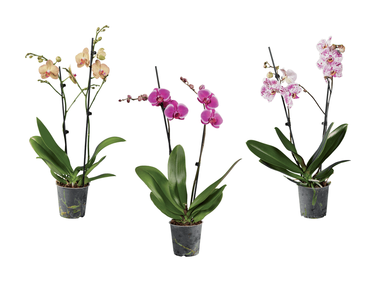 Drei Orchideen in verschiedenen Farben: gelb, pink und weiß-violett gesprenkelt.