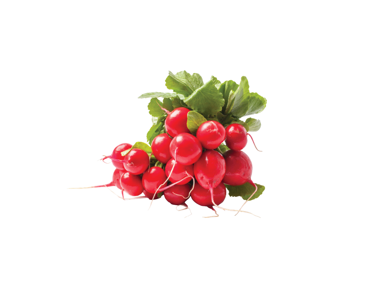 Švieži raudoni ridikėliai su žaliais lapais.