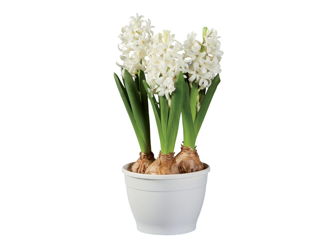 Zambile albe într-un ghiveci alb.