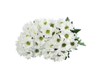 Buchet de crizanteme albe.