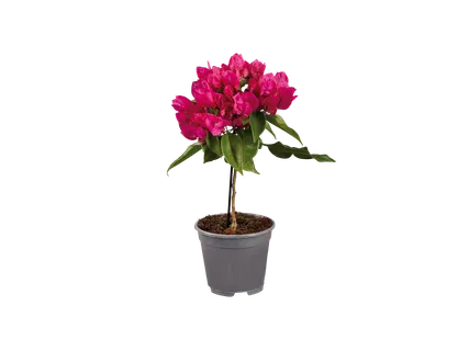 Bougainvillea Stamm