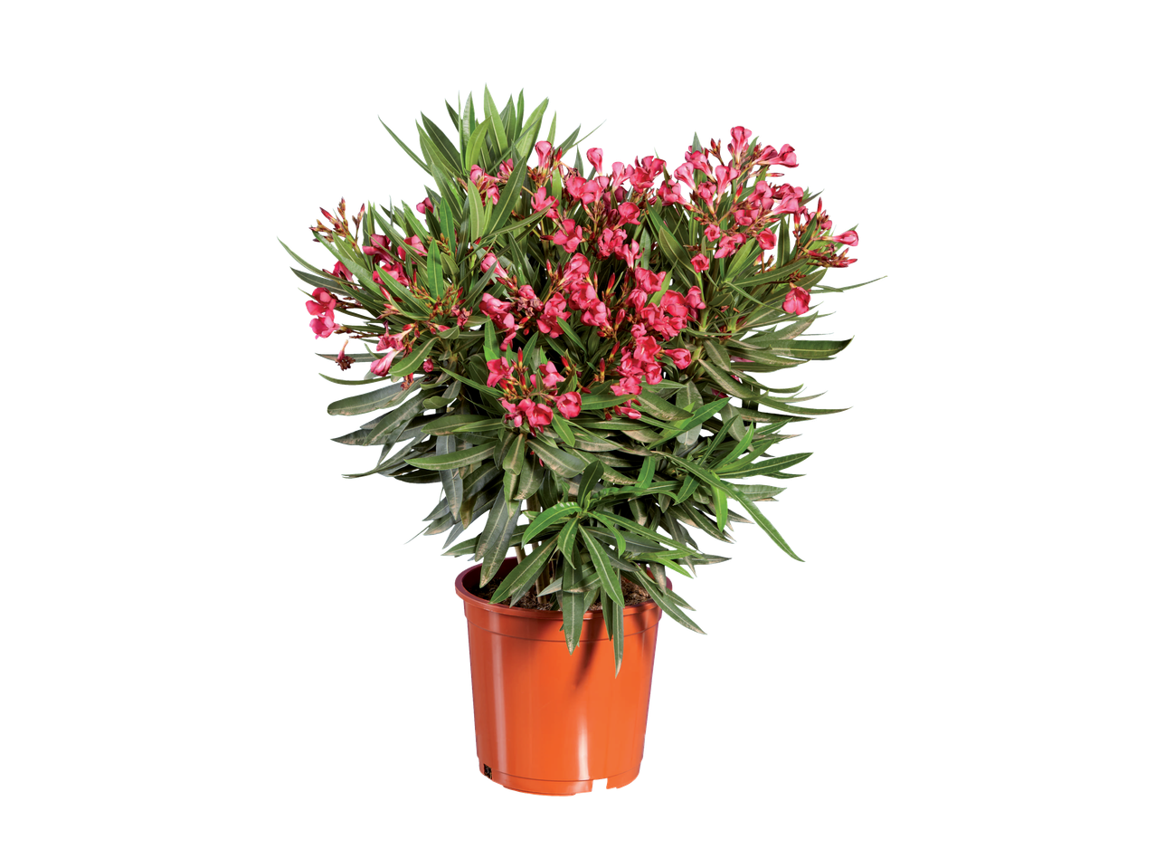 Laurier-rose rose dans un pot en terre cuite