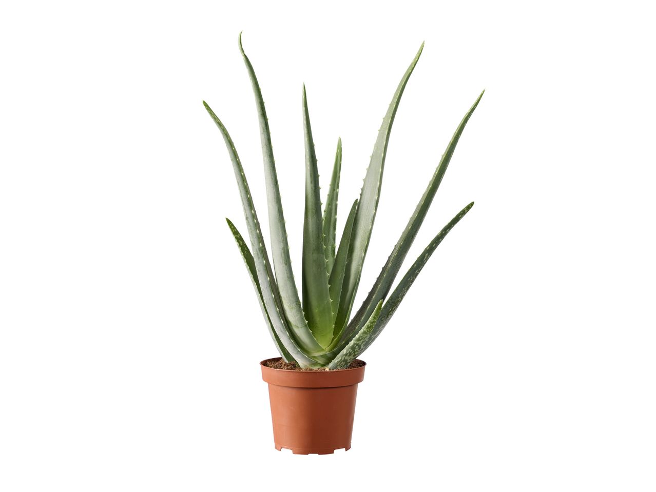 Plante d'aloe vera en pot marron sur fond blanc.