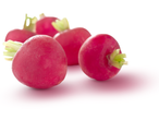 Fresh red radishes with green tops on a white background