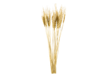 Golden wheat ears on a black background.