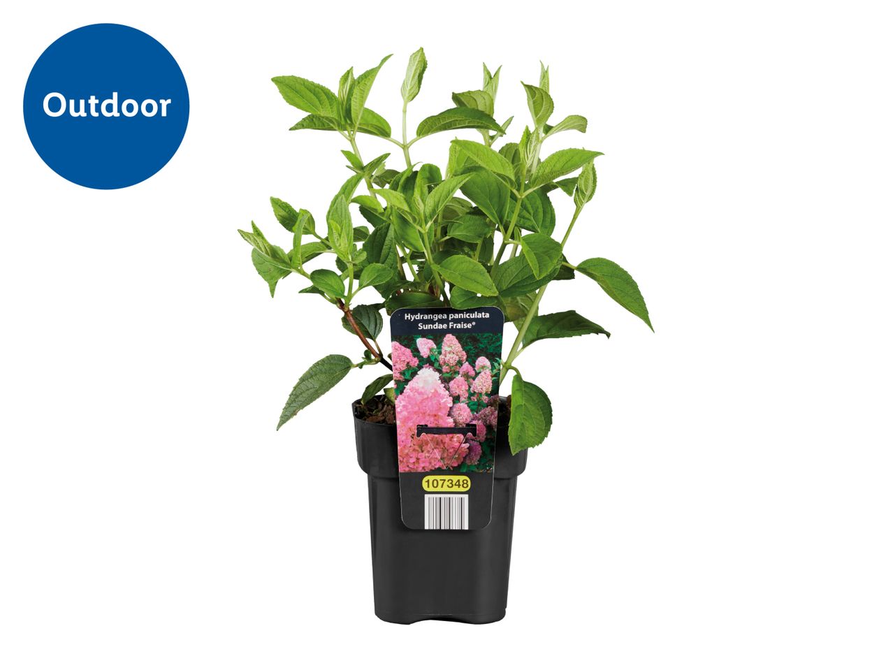 Outdoor plant in a black pot with a label showing pink flowers, text says 'Hydrangea paniculata Sundae Fraise'